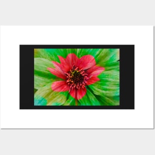 Dahlia, Dahlia, abstract, colorful, flower, bloom Posters and Art